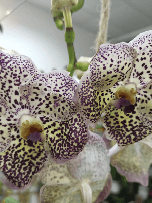 Vanda SUNANDA® Ocelot Sangria vaso de barro