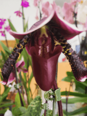 Paphiopedilum Vinicolor Hibrid