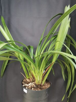 Orquídea Cymbidium sem flor com folhagem verde e pseudobulbos vigorosos