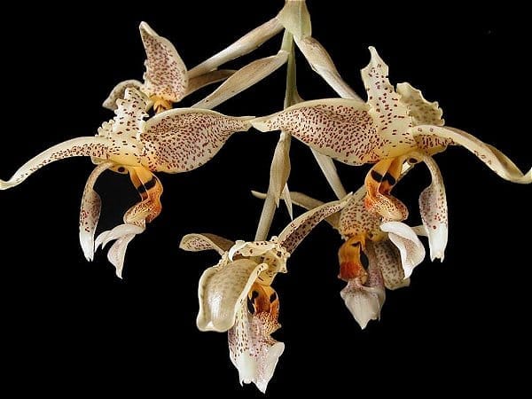 Orquídea botânica Stanhopea oculata em floração pendente