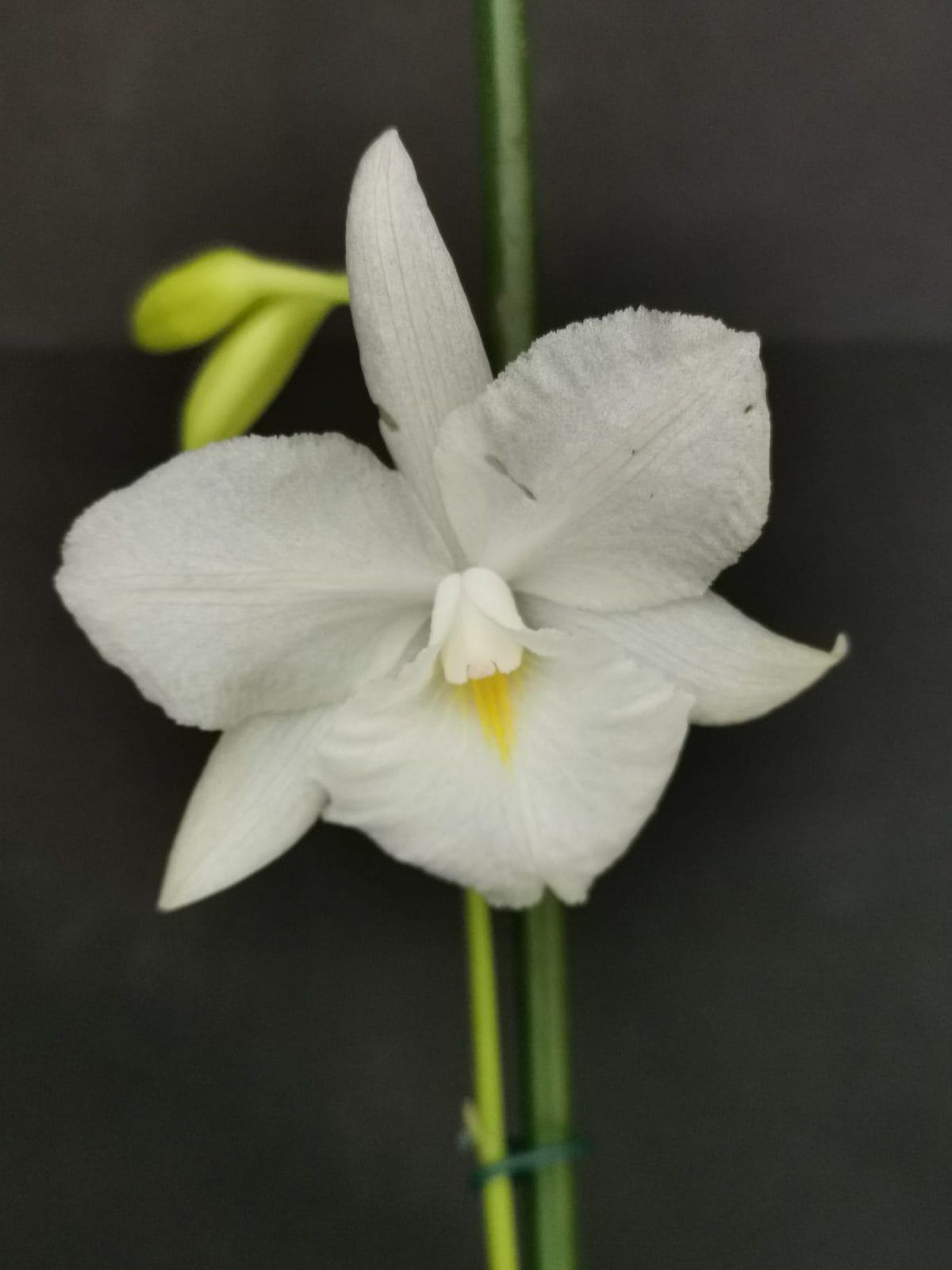 Broughtonia sanguinea var flava