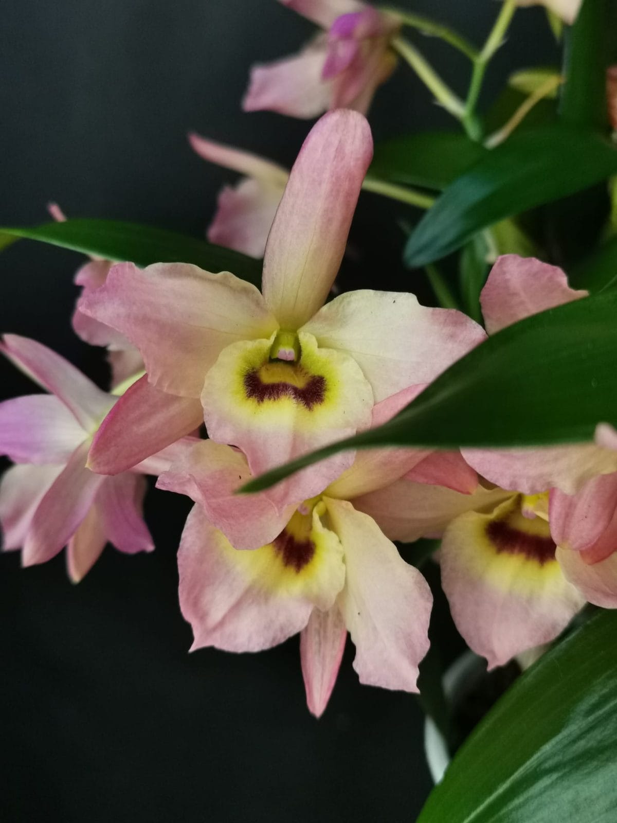 Dendrobium Mini Rainbow