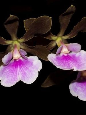 Encyclia randii