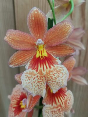Orquídea Cambria Nelly Isler Orange em floração com hastes florais e tons alaranjados