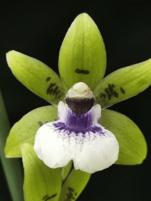 Zygopetalum Adelaide Parklands em floração exuberante com pétalas verde-acastanhadas e labelo violeta perfumado