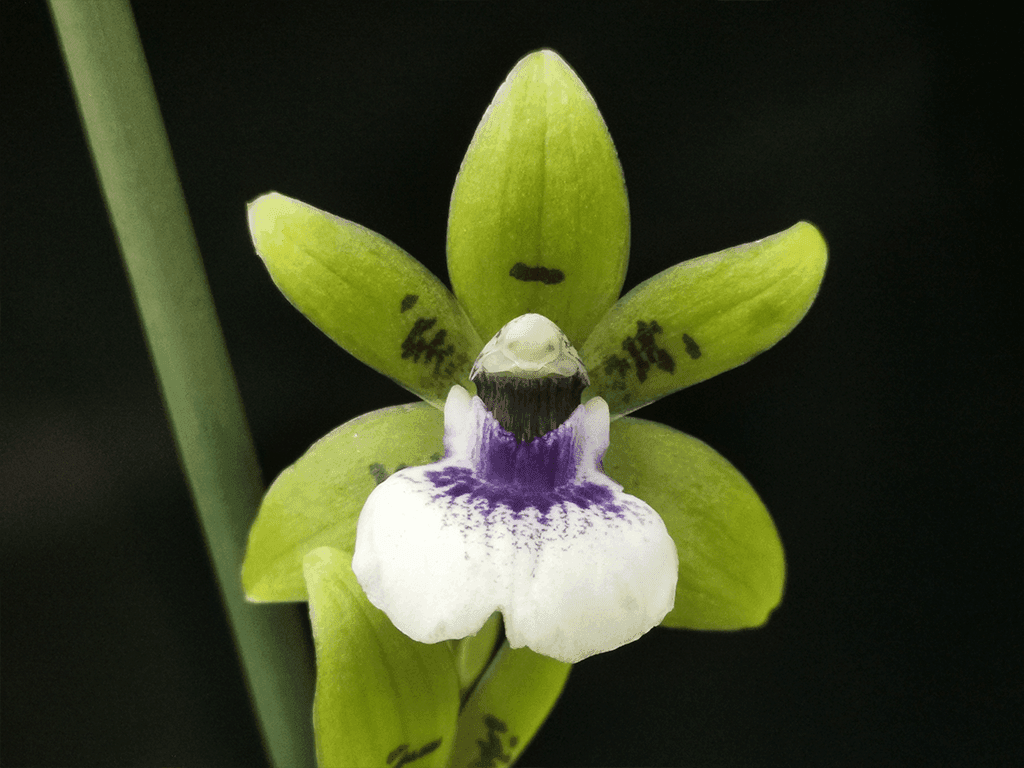 Zygopetalum Adelaide Parklands em floração exuberante com pétalas verde-acastanhadas e labelo violeta perfumado