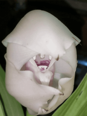 Anguloa eburnea