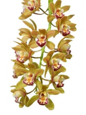 Cymbidium Argiro