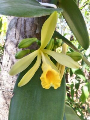 Baunilha do Cerrado orquídea trepadeira em crescimento ativo com folhas carnosas e vigorosas