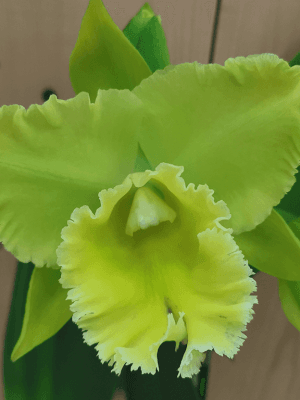 Blc. Ports of Paradise 'Esmerald Isle'