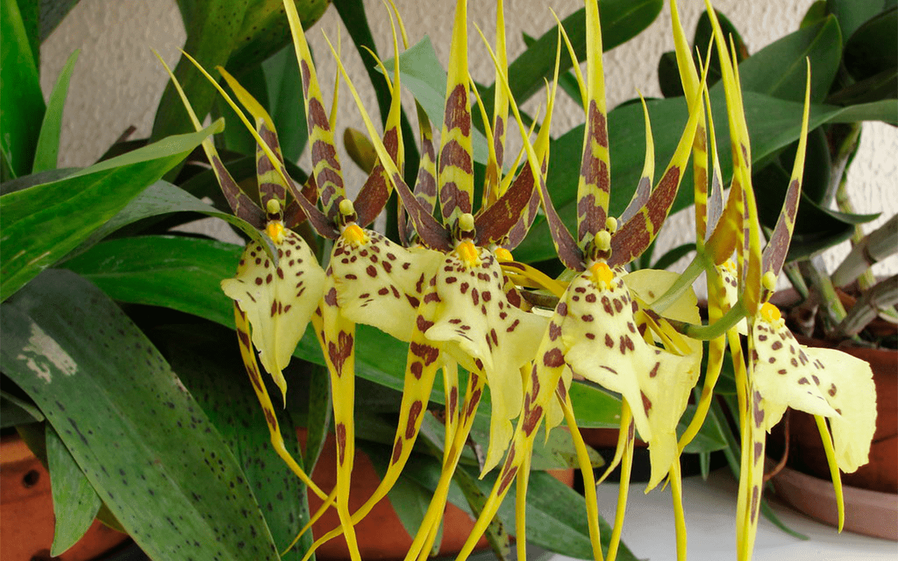 Brassia maculata