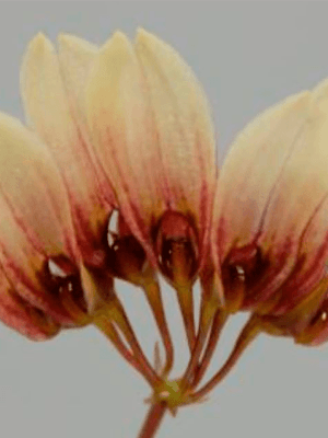 Bulbophyllum lepidum