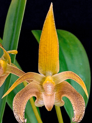 Bulbophyllum lobbii