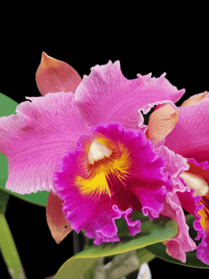 Cattleya Híbrida #0972