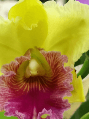 Cattleya Híbrida Amarela