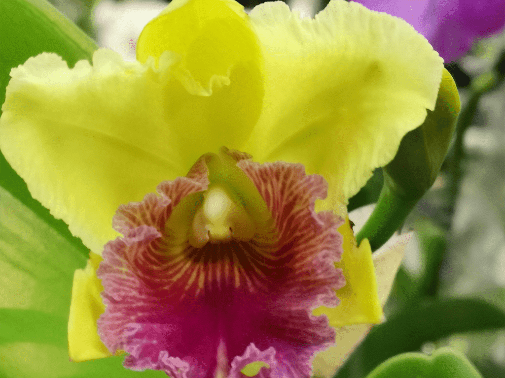 Cattleya Híbrida Amarela