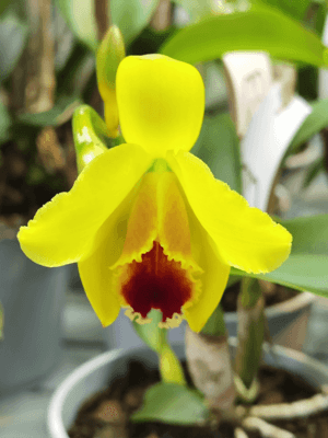Cattleya Híbrida Flor tamanho Pequena
