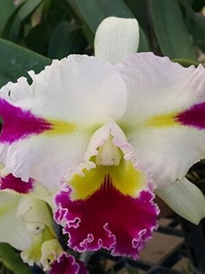 Cattleya Patchara Fancy