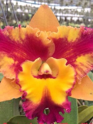 Cattleya Rungnapha Warn Welcome