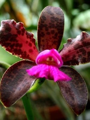 Cattleya Leopoldii Dark Princess