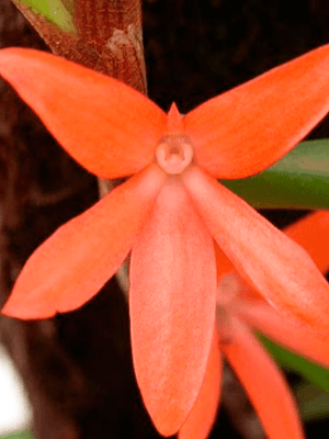 Ceratostylis retisquama