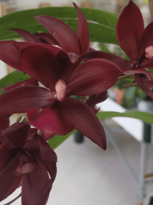 Cycnodes Wine Delight