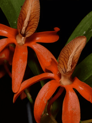 Orquídea Dendrobium unicum com flores laranjas e perfumadas