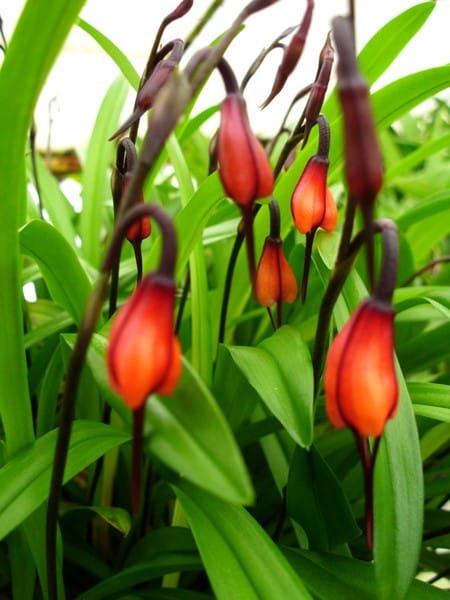 Dracula sodiroi orquídea exótica em floração pendente com flores alaranjadas e caudas alongadas