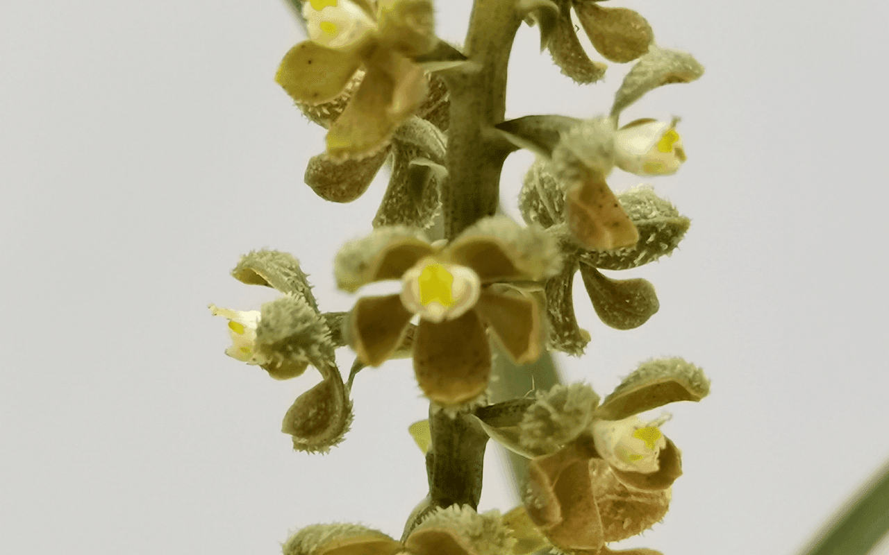 Encyclia maculosa