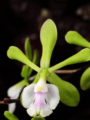 Epidendrum floribundum