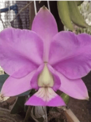 Cattleya nobilior ( Amesiana Nativa) x (DRW x Redondia)