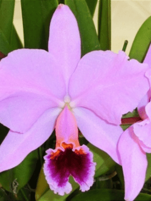 Cattleya percivaliana tipo