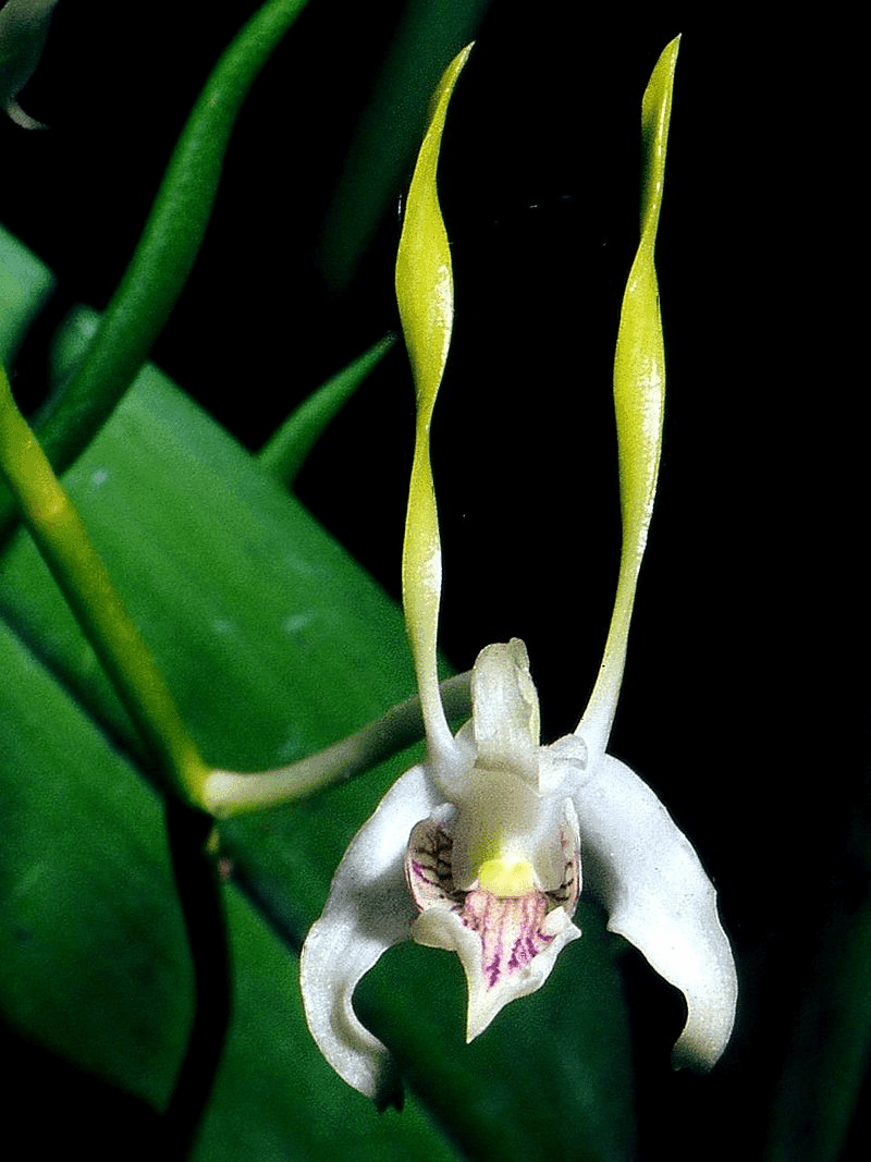 OrquĂdea Dendrobium antennatum em floração com pĂ©talas retorcidas