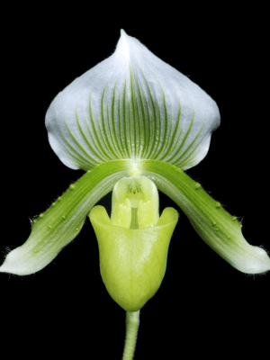 Orquídea Paphiopedilum Clair de Lune 'Edgard van Belle' com flor sapatinho verde e branca e folhas marmoreadas