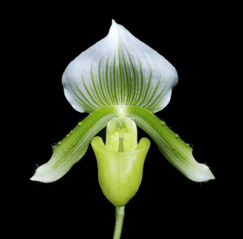Orquídea Paphiopedilum Clair de Lune 'Edgard van Belle' com flor sapatinho verde e branca e folhas marmoreadas