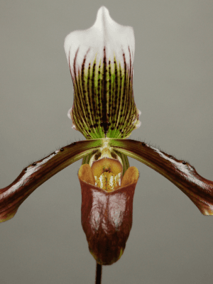 Paphiopedilum Gigas 'Cordean Hall'