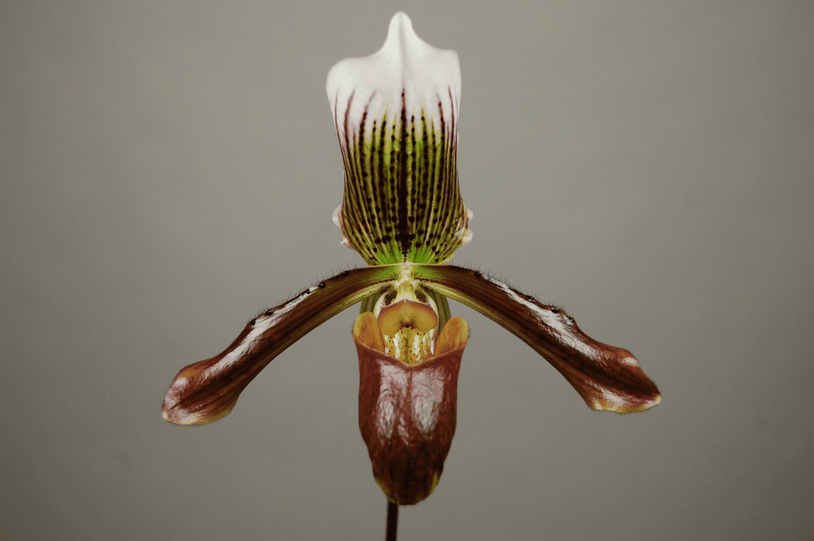 Paphiopedilum Gigas ‘Cordean Hall’