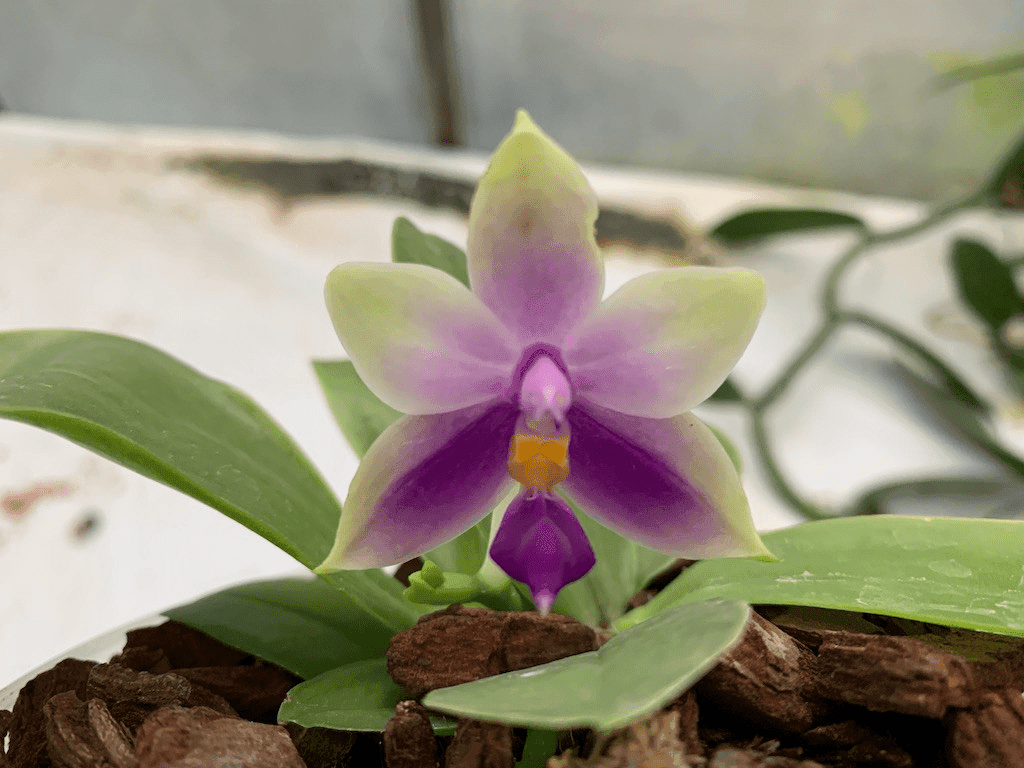 Phalaenopsis Samara Blue X Amboinensis