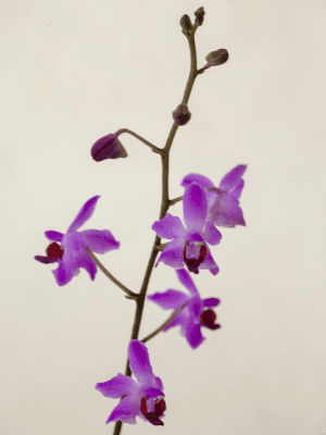 Doritis pulcherrima minor