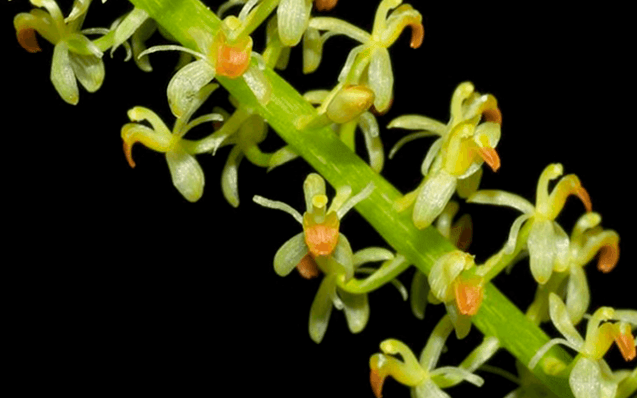 Liparis condylobulbon orquídea botânica em floração abundante com inflorescência densa