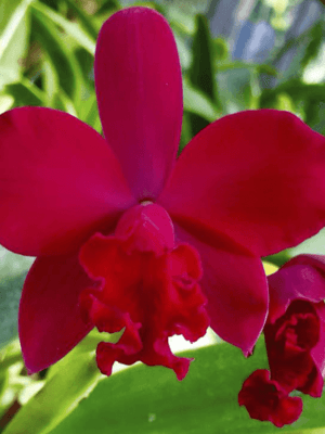 Orquídea Cattleya Love Castle Kurenai em floração rosa-vibrante com labelo magenta