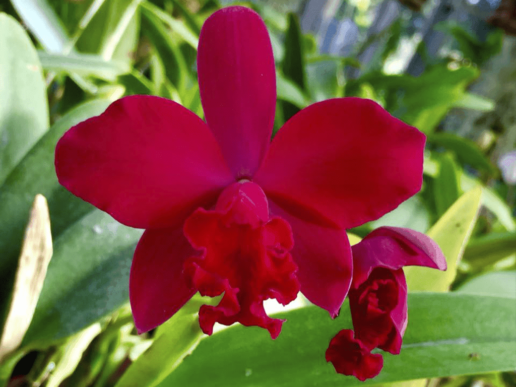 Orquídea Cattleya Love Castle Kurenai em floração rosa-vibrante com labelo magenta