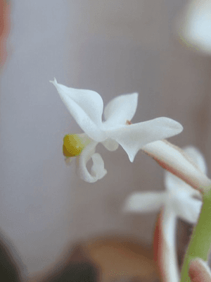 Orquídea terrestre Ludisia discolor com folhagem aveludada escura e nervuras avermelhadas