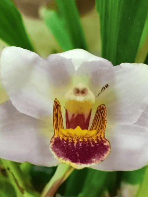 Lycaste Hibrid Soft Pink
