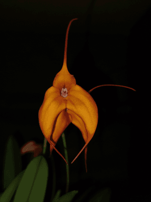 Orquídea Masdevallia Orange em floração com flores alaranjadas vibrantes e caudas elegantes