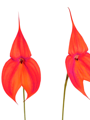 Masdevallia veitchiana