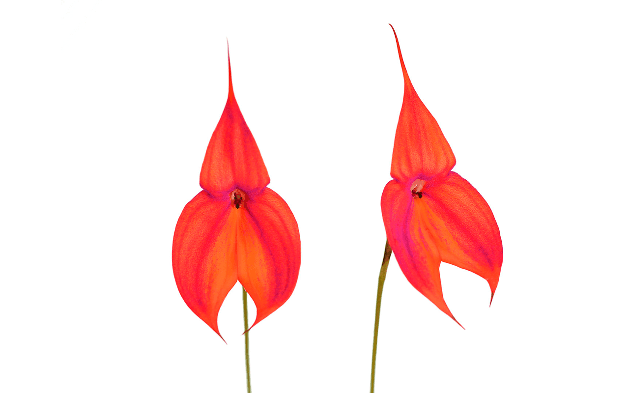 Masdevallia veitchiana