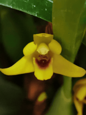 Orquídea Maxillaria variabilis amarelo com pequenas flores amarelas vibrantes e hábito miniatura