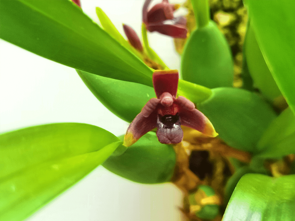 Maxillaria variabilis vermelho