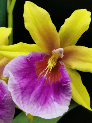 Miltonia ‘Sunset’